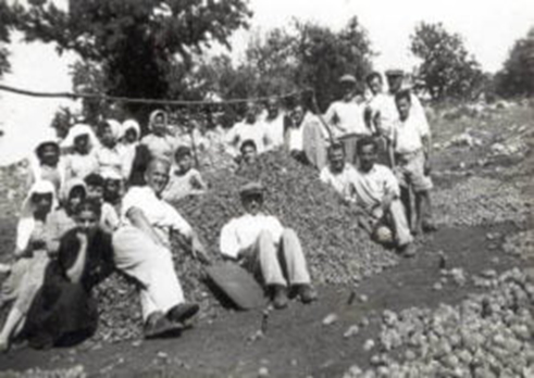 βελανιδοδασος 1