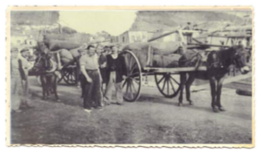 βελανιδοδασος 2