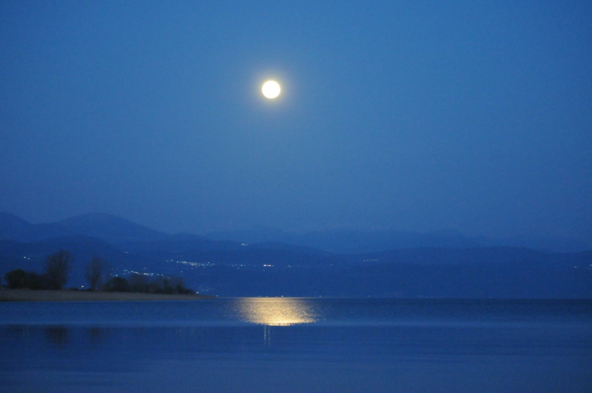 trichonida under moonlight images 01