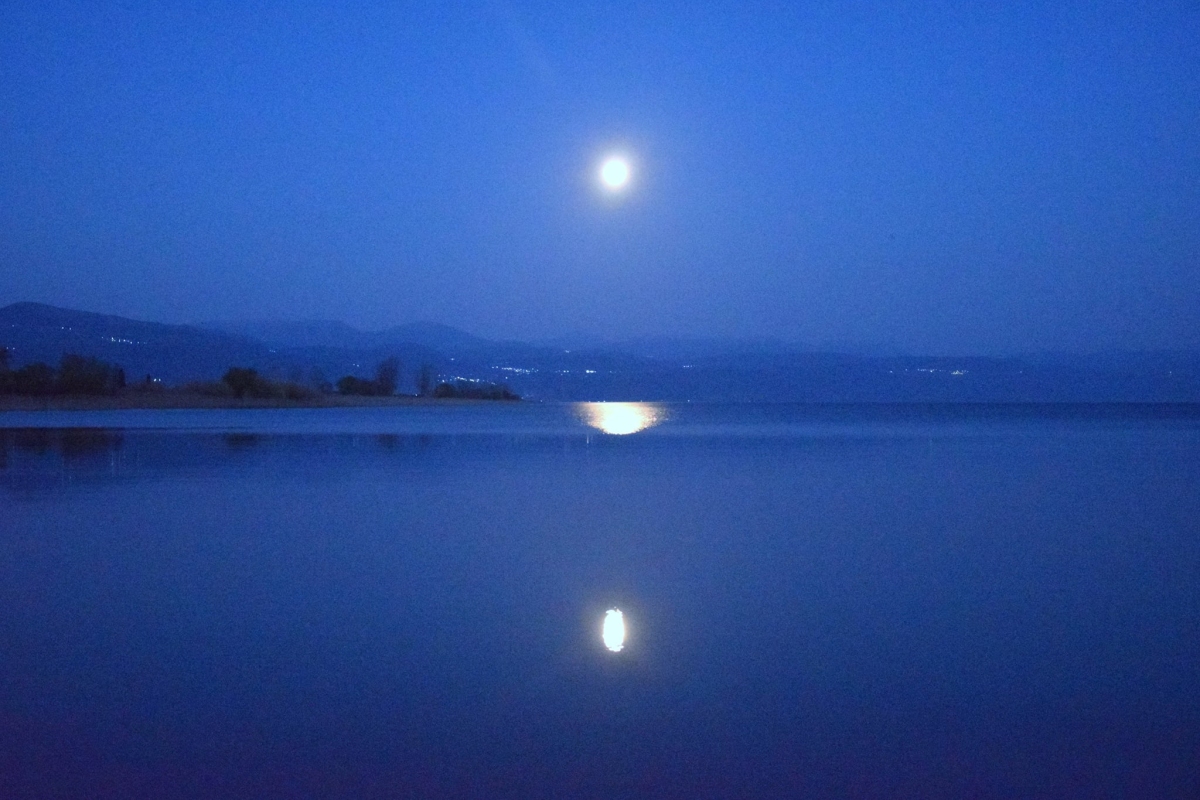 trichonida under moonlight images 02