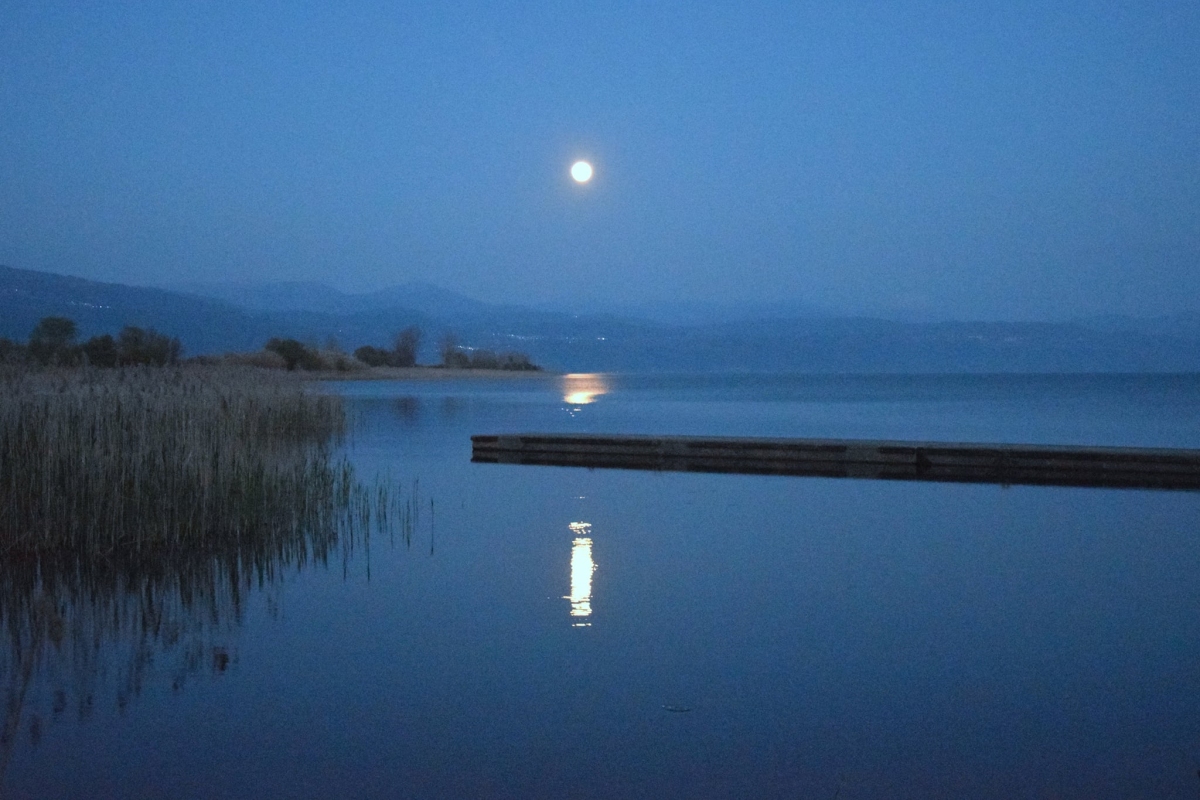 trichonida under moonlight images 04