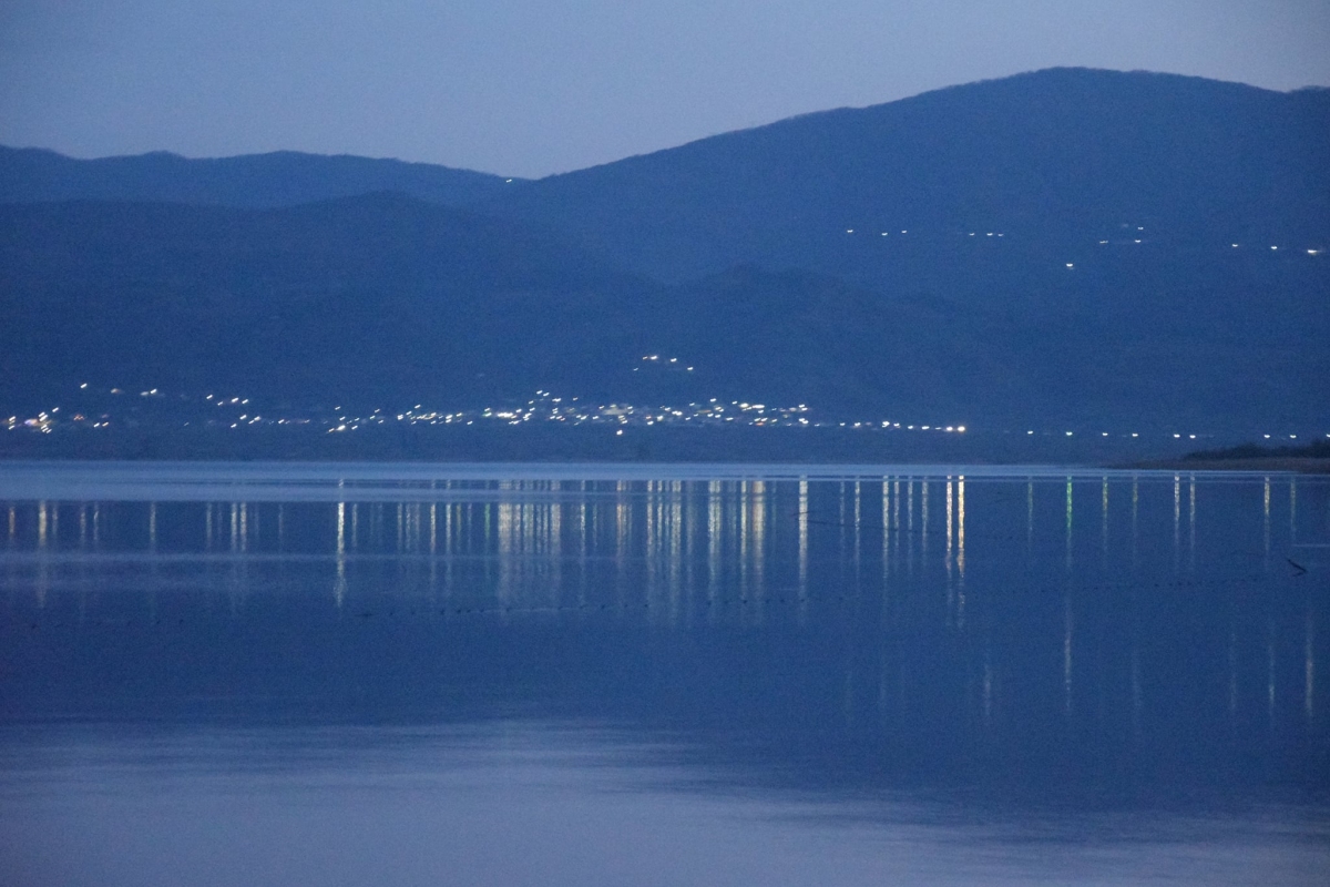 trichonida under moonlight images 05