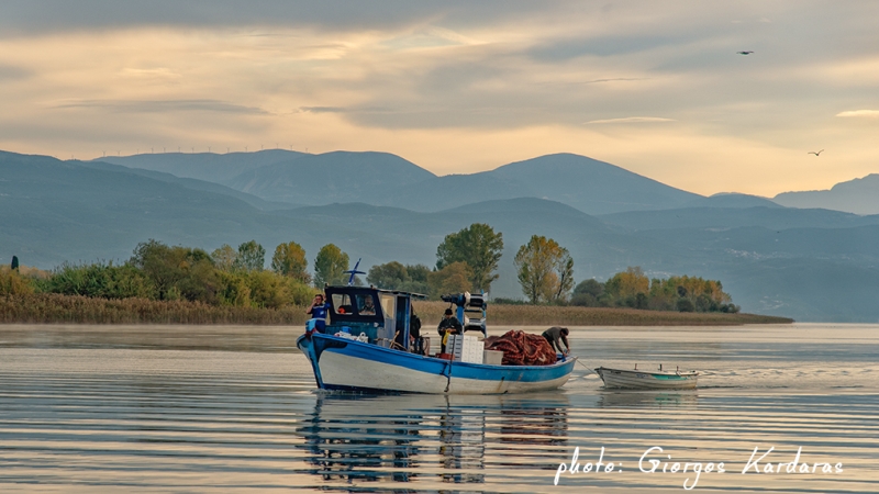amparia trichonida 08