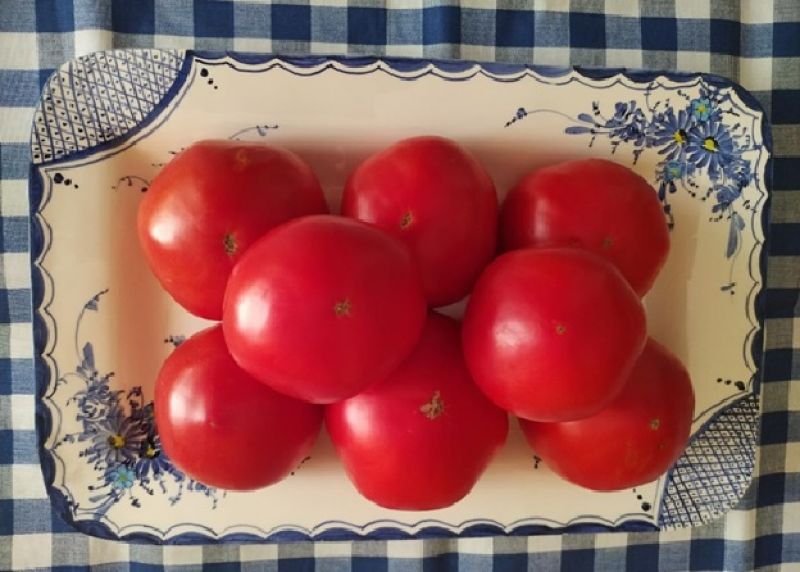 Ωδή στην ντομάτα,  την ποθητή κυρά του καλοκαιριού…