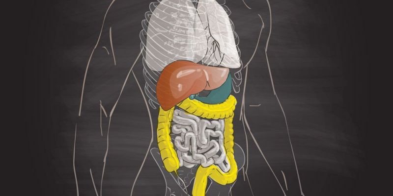 Πεπτικό Σύστημα, από τι αποτελείται και πώς λειτουργεί;