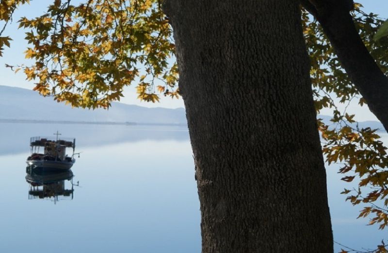 Εθνική εκστρατεία για το μεταχρωματικό έλκος του πλατάνου