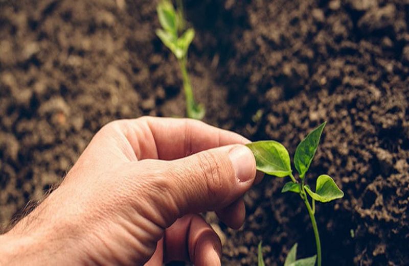 Ξεκινά το Πρόγραμμα Δημιουργίας Νέων Ποικιλιών Φυτικών Ειδών