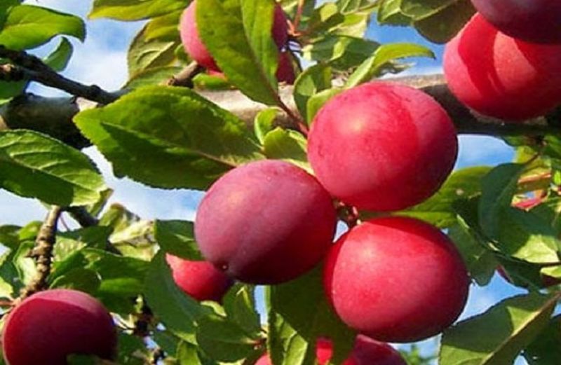 Η διαδικασία των ενστάσεων για το Κομφούζιο