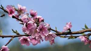 Άνοιξη 2016 και η Αιτωλοακαρνανία στις ομορφιές της (βίντεο)