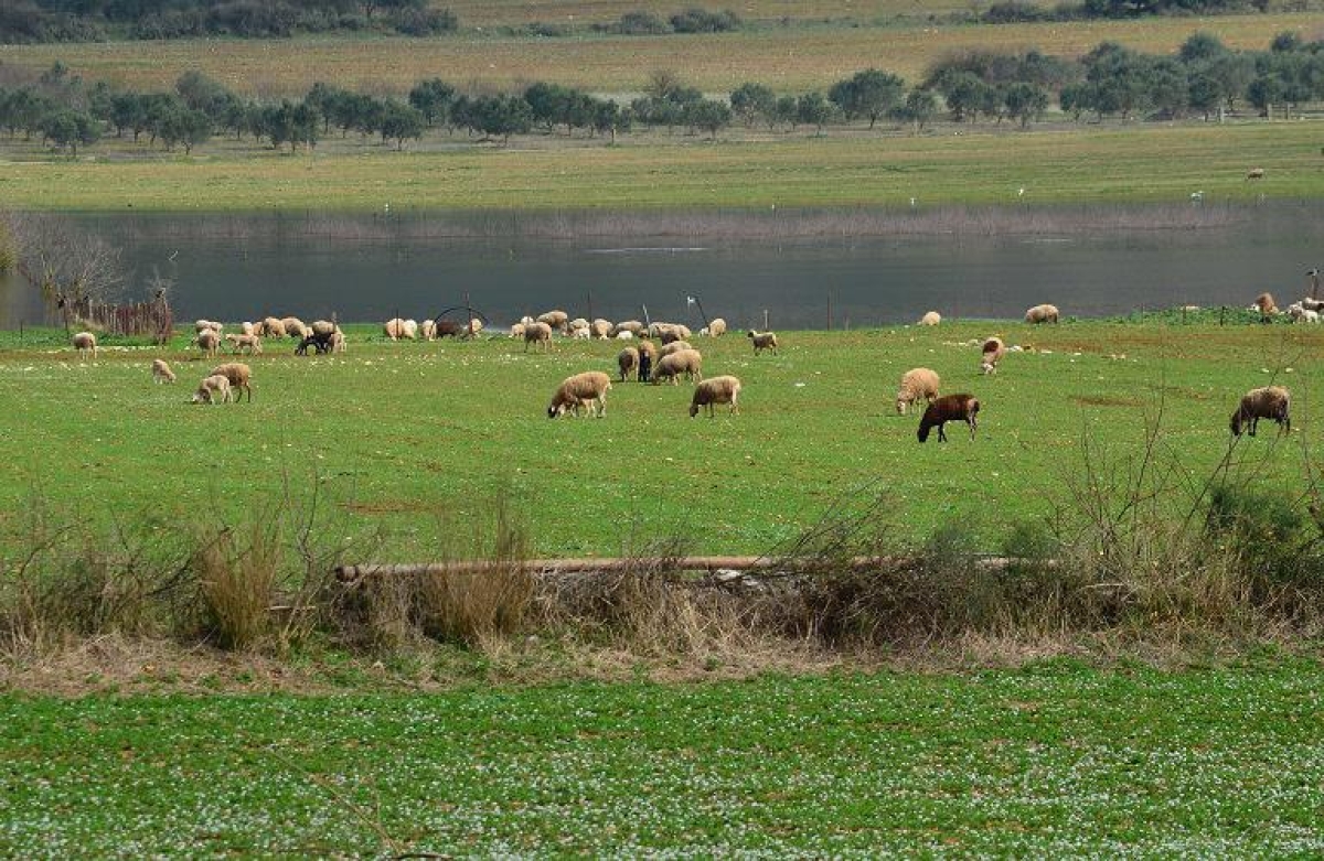 Αγροπεριβαλλοντικά: όλα τα Προγράμματα της νέας περιόδου