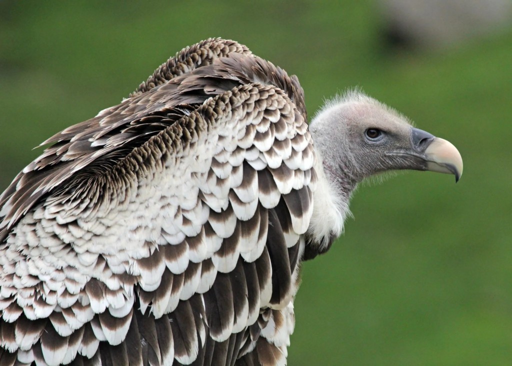 Αυτό είναι το πτηνό που κατακτά τους αιθέρες – Μπορεί να φτάσει τα 11.300 μέτρα!