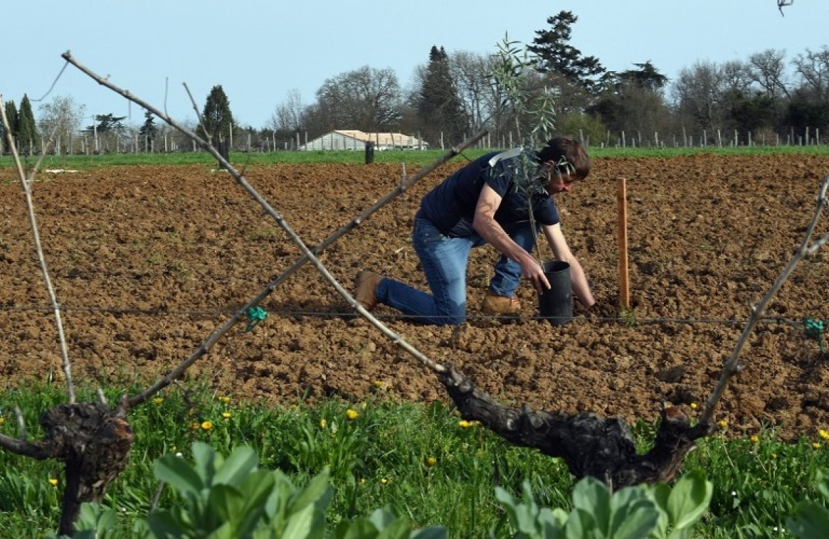 Διευκρινίσεις για το πρόγραμμα Νέων Αγροτών