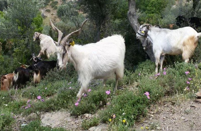 3,96 εκατ. ευρώ πλήρωσε ο ΟΠΕΚΕΠΕ