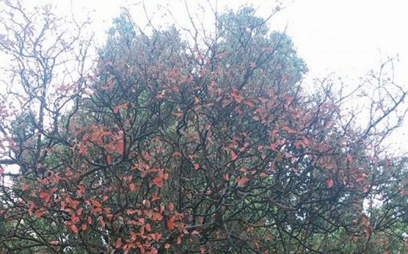 Όμορφες πρωινές φωτογραφίες από το βροχερό Αγρίνιο – Περιοχή Αγίας Τριάδας!