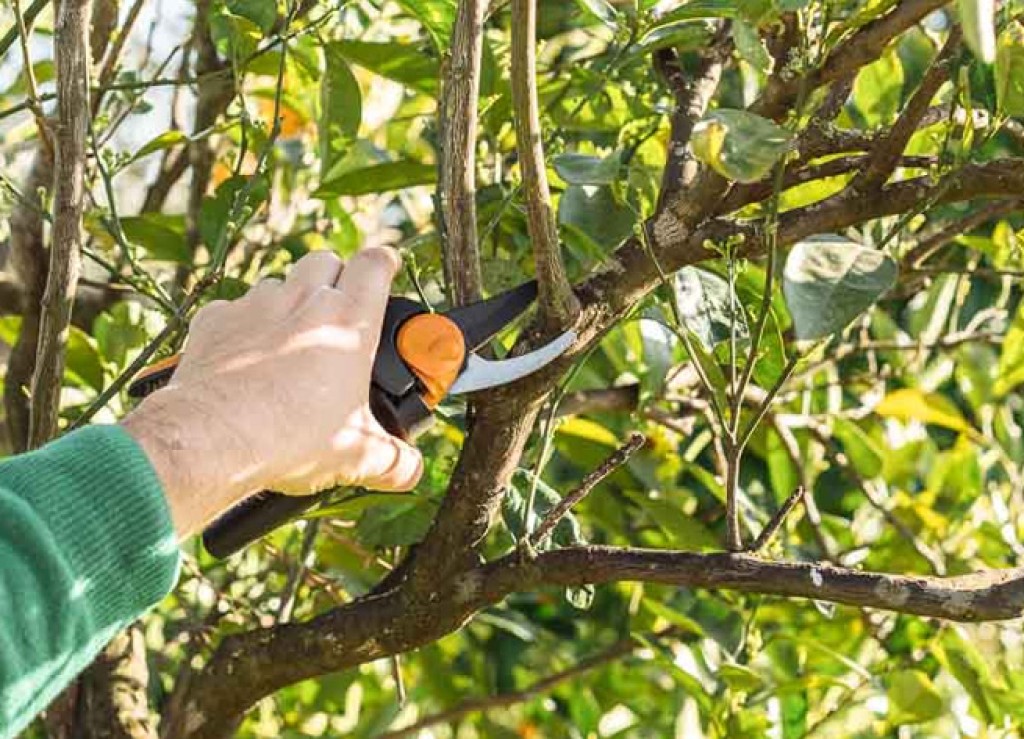 ΔΥΠΑ: Νέο επιδοτούμενο πρόγραμμα κατάρτισης στο κλάδεμα δενδρωδών καλλιεργειών στην ΠΕ Άρτας