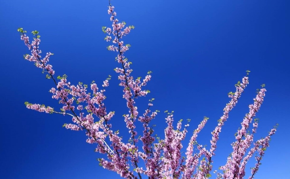 &quot;Αναμνήσεις κάποιας άνοιξης&quot; - Γιώργος Μάρτος