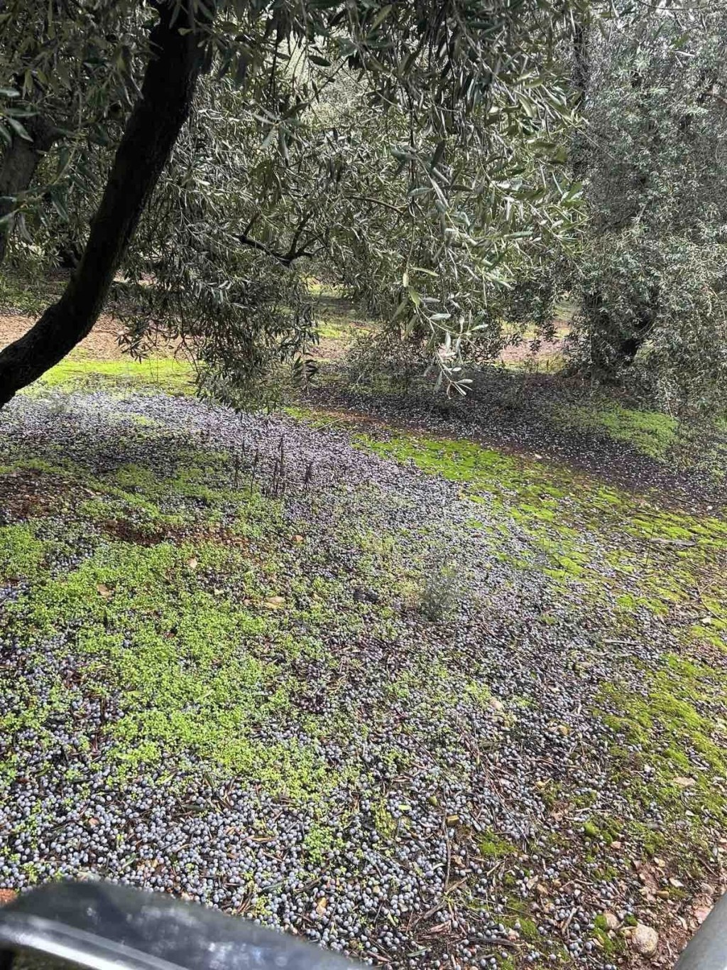 Αγρίνιο: Ρεβεγιόν με νέα καταστροφή για τους παραγωγούς- Διπλό «χτύπημα» στις λαδοελιές