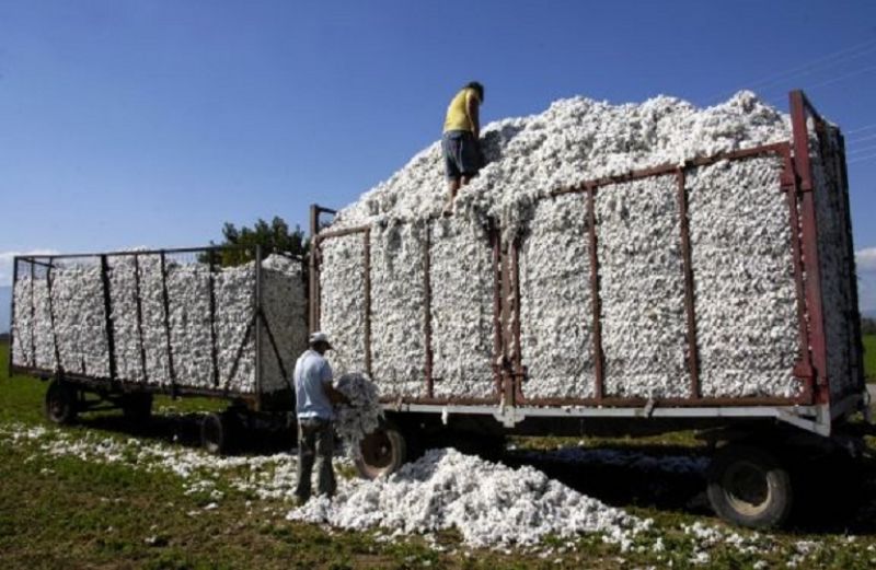 Συνάντηση με Διεπαγγελματική για δίκαιη τιμή στο βαμβάκι