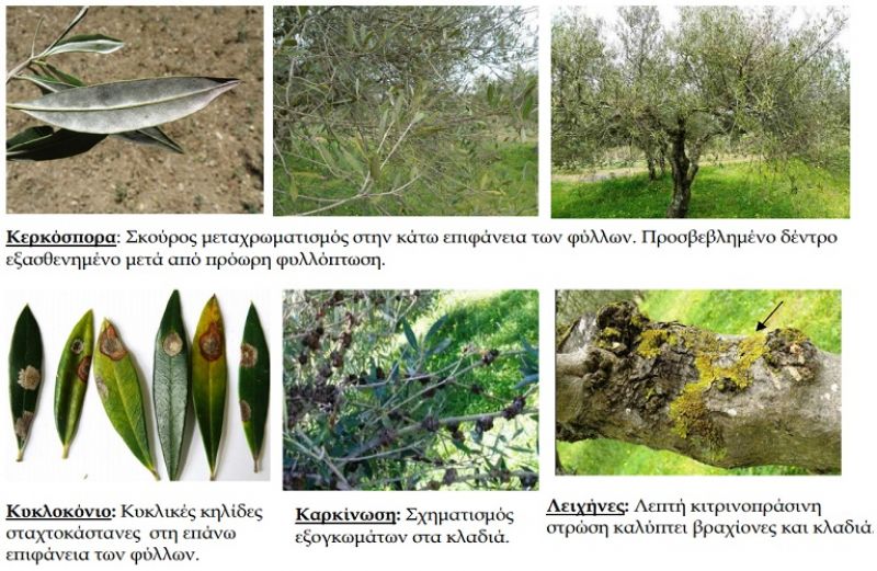 Φθινοπωρινές ασθένειες και αναγκαίες επεμβάσεις στις ελιές