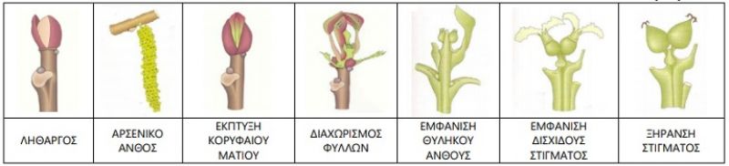 Ανθράκωση - Βακτηρίωση - Βλαστορύκτης Καρυδιάς
