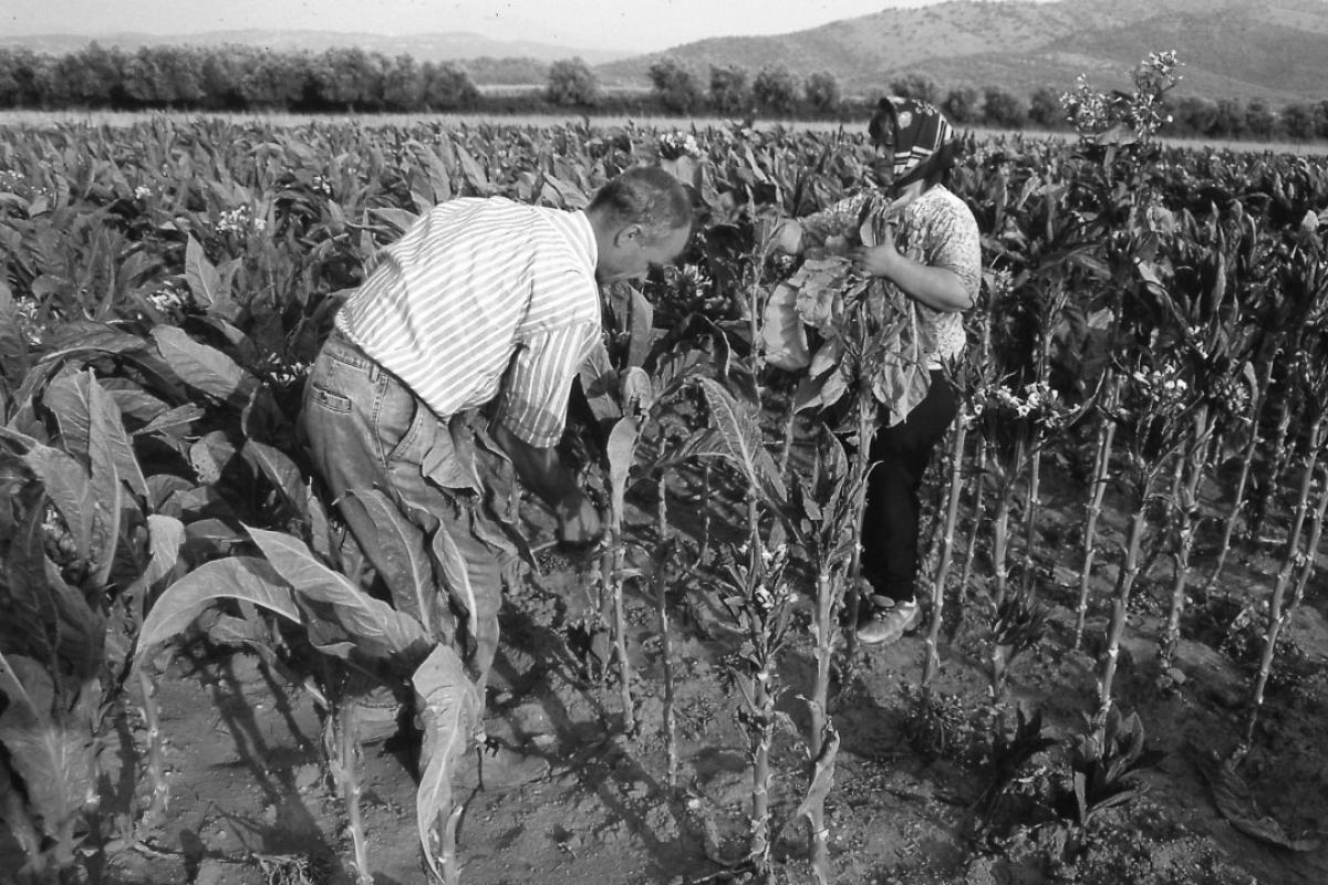 Το μάζεμα, το αρμάθιασμα του καπνού και η λιάστρα