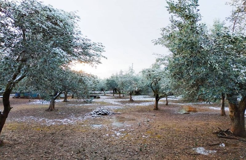 Χειμερινή προστασία στα ελαιόδεντρα