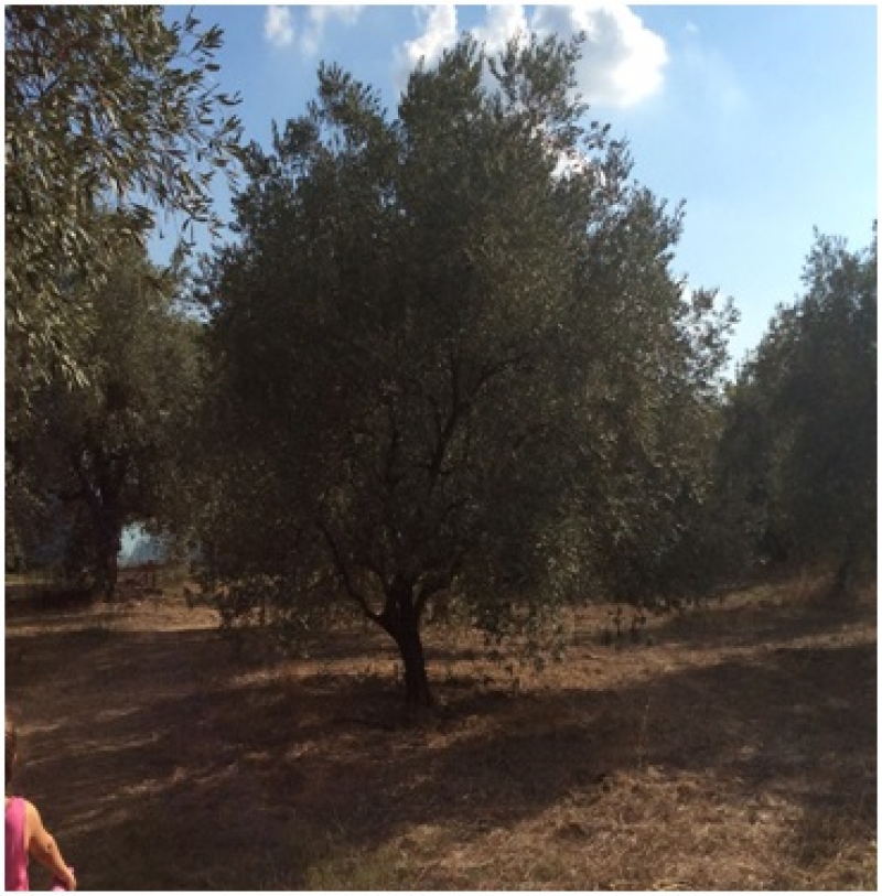 Παγκόσμια διάκριση για αγρινιώτικο ελαιόλαδο