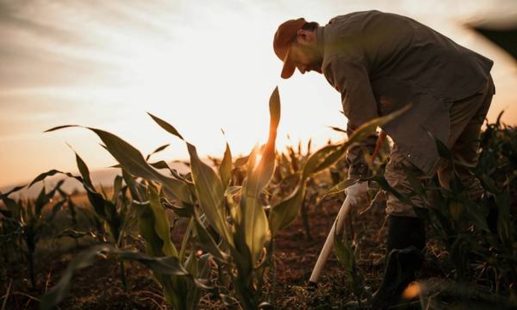 Σε πρόθυρα κατάρρευσης ο ΟΠΕΚΕΠΕ – Κίνδυνος να χαθούν οι επιδοτήσεις για αγρότες και κτηνοτρόφους
