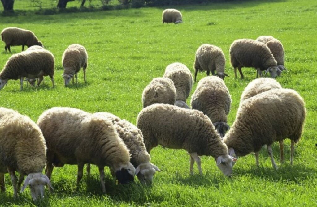 Συναγερμός για την ευλογιά των προβάτων – Έκλεισαν όλα τα σφαγεία της χώρας