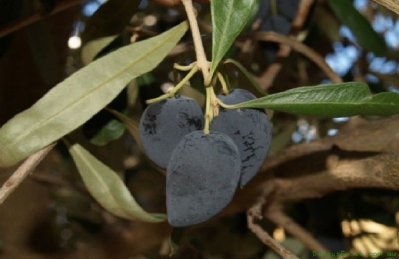 Στον Εθνικό Κατάλογο ως συνώνυμο ποικιλίας ελιάς η «Ελιά Καλαμάτας»