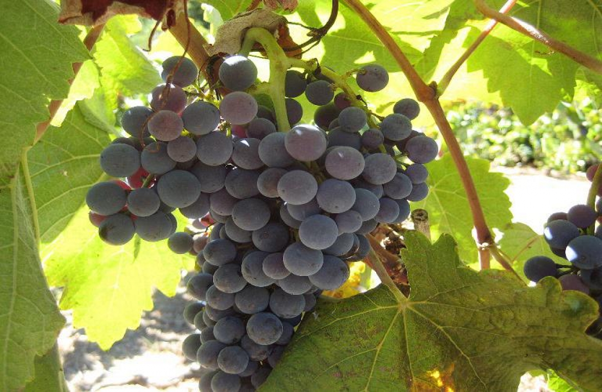 Xημικές ενώσεις του σταφυλιού μπλοκάρουν ένζυμο κλειδί του covid-19