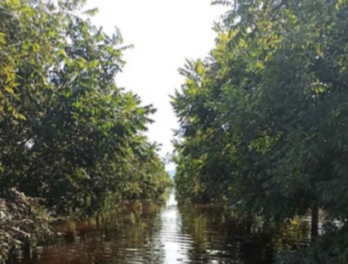 Οινιάδες: Ακόμα περιμένουν τις αποζημιώσεις οι αγρότες που καταστράφηκαν το 2021