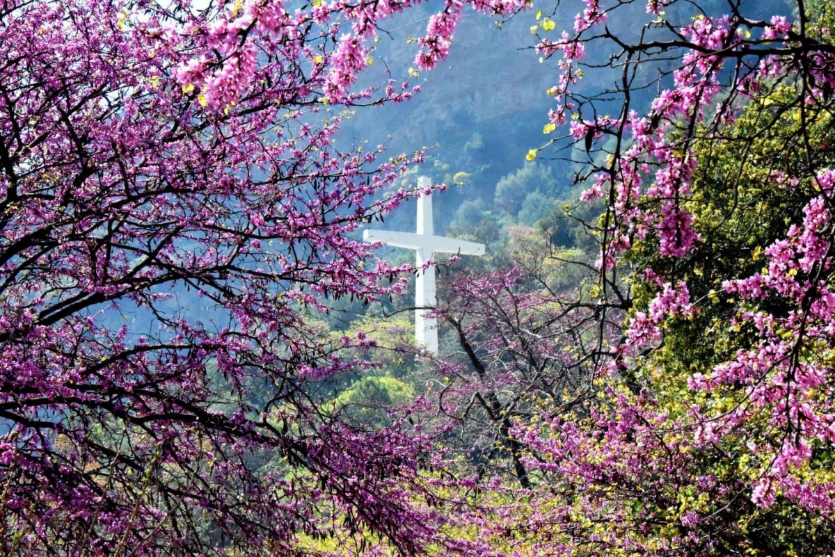 «Μάγεμα» οι ανθισμένες κουτσουπιές στο Φαράγγι της Κλεισούρας (φωτο - βίντεο)