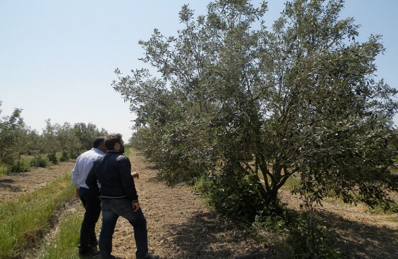 Οδηγίες για τη σωστή λίπανση της ελιάς