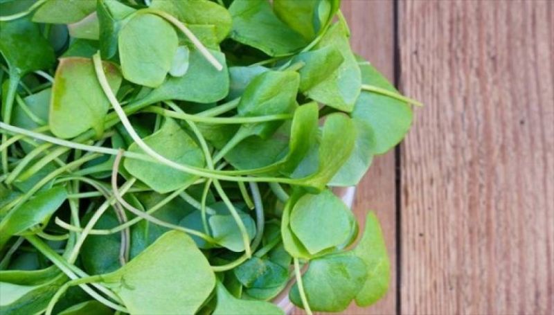 Νεροκάρδαμο: Το λαχανικό που ρίχνει πίεση, χοληστερίνη και προστατεύει από τον καρκίνο