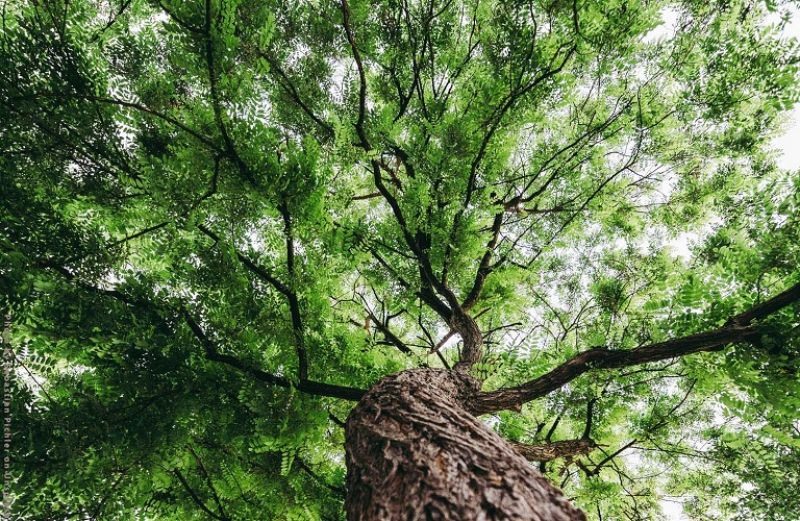 Η ουδετερότητα του άνθρακα και πως μπορεί να επιτευχθεί