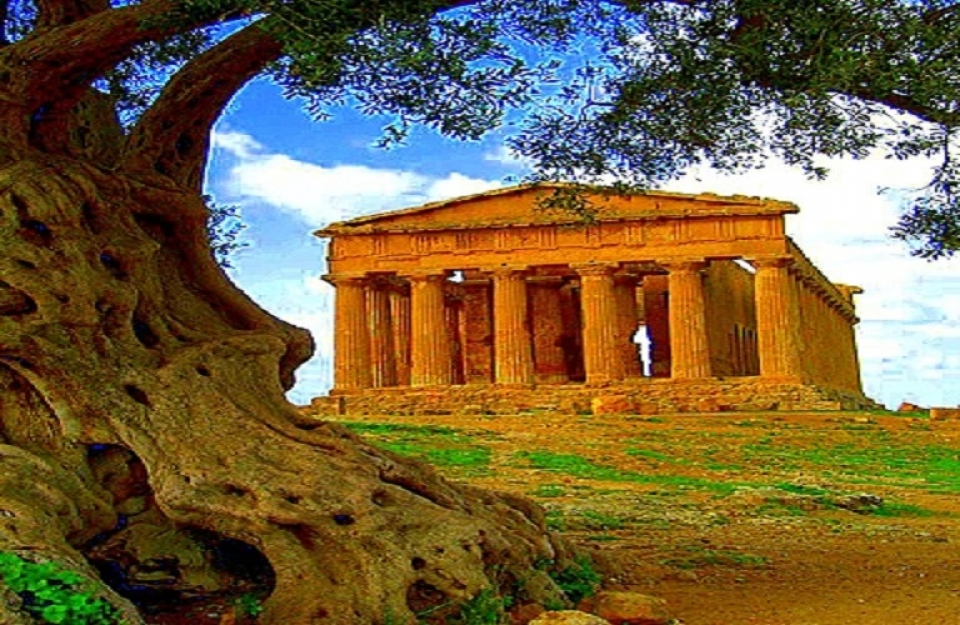 Ελιά: ο ευλογημένος καρπός των Ελλήνων από την αρχαιότητα