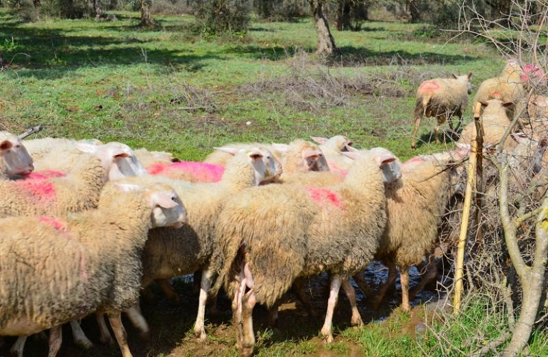 Πληρωμή 29 εκατ. για τη Βιολογική Κτηνοτροφία του 2018