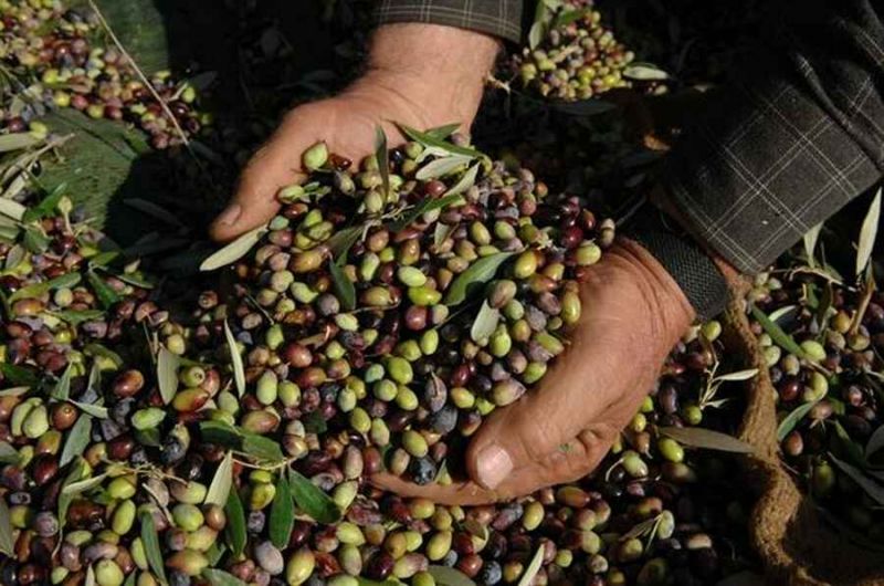 Ενημέρωση από την ΔΑΟΚ Αιτωλοακαρνανίας για τη συλλογή ελαιόκαρπου