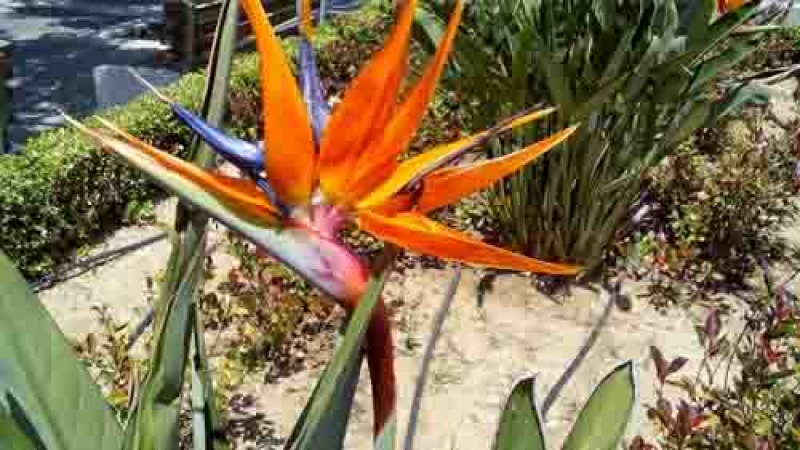 Το «πουλί του παραδείσου» στην κεντρική πλατεία του Αγρινίου