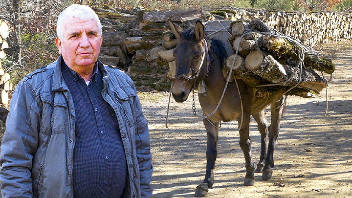 Παραδοσιακή υλοτομία με μουλάρια - Η ζωή στο χωριό (βίντεο)