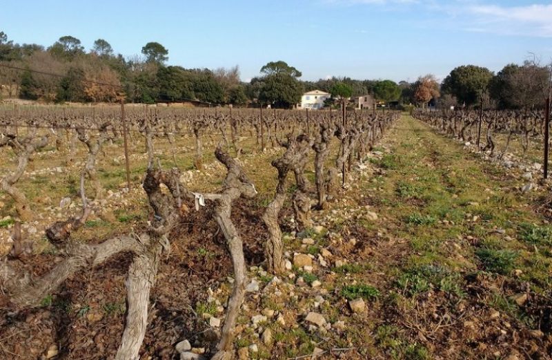 Αναδιάρθρωση &amp; Μετατροπή Αμπελώνων 2019-2023