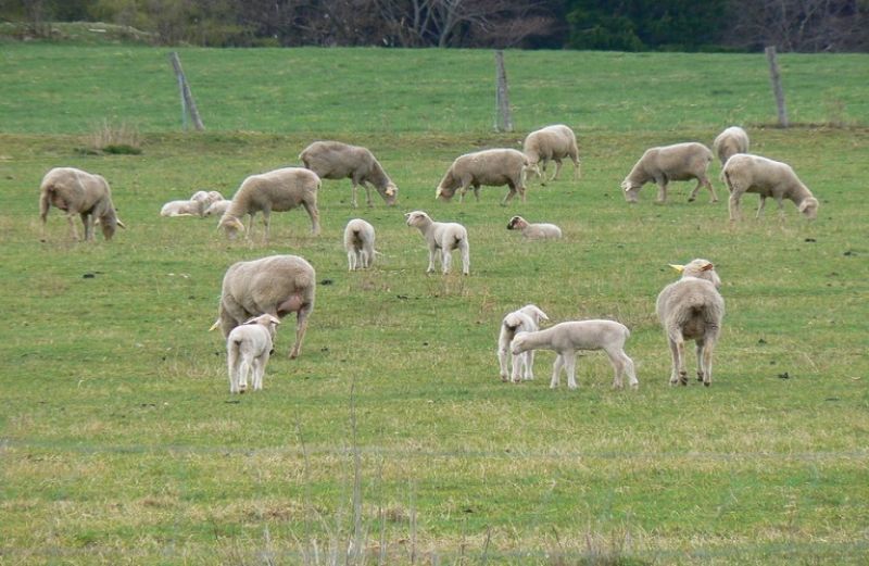 Τεχνικές προδιαγραφές διαγωνισμού ύψους 3 εκατ. ευρώ στη διαχείριση νεκρών ζώων