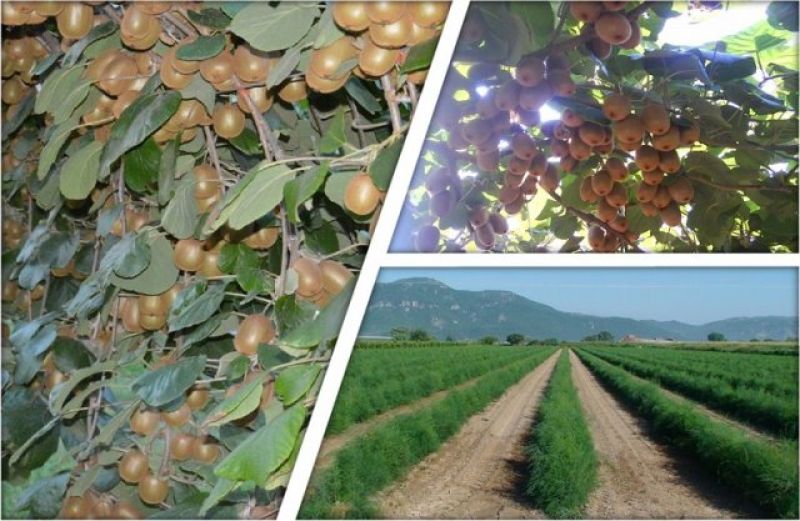 Πρόσληψη γεωπόνου από τον Αγροτικό Συνεταιρισμό Νεάπολης