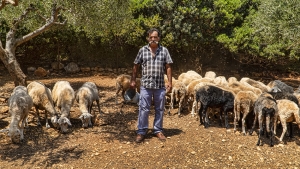 Στη στάνη του Παντελή | Η ζωή στο νησί Κάλαμος (βίντεο)