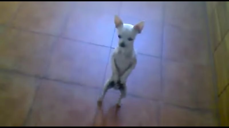 Τσιουάουα… χορεύει φλαμένκο - Ξεκαρδιστική στιγμή (Βίντεο)