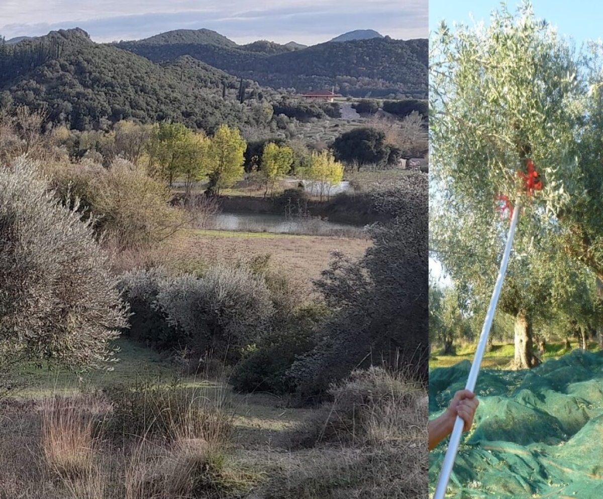 Η ελιά στο Αγρίνιο για μικροϊδιοκτήτες: Ένα χόμπι για ρομαντικούς &amp; οι Αλβανοί που φεύγουν