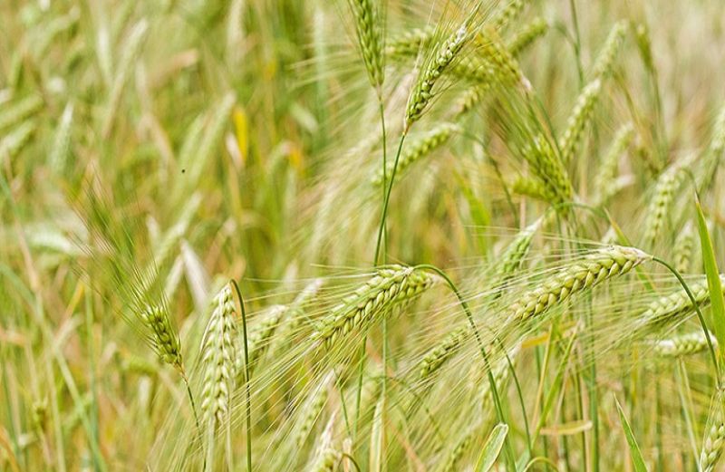 Κριθάρι: η καλλιέργεια