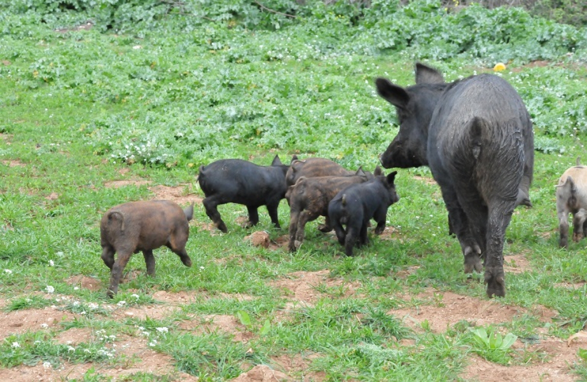 Πίστωση χρόνου για υποβολή αιτήσεων στη Δράση 5.1.2
