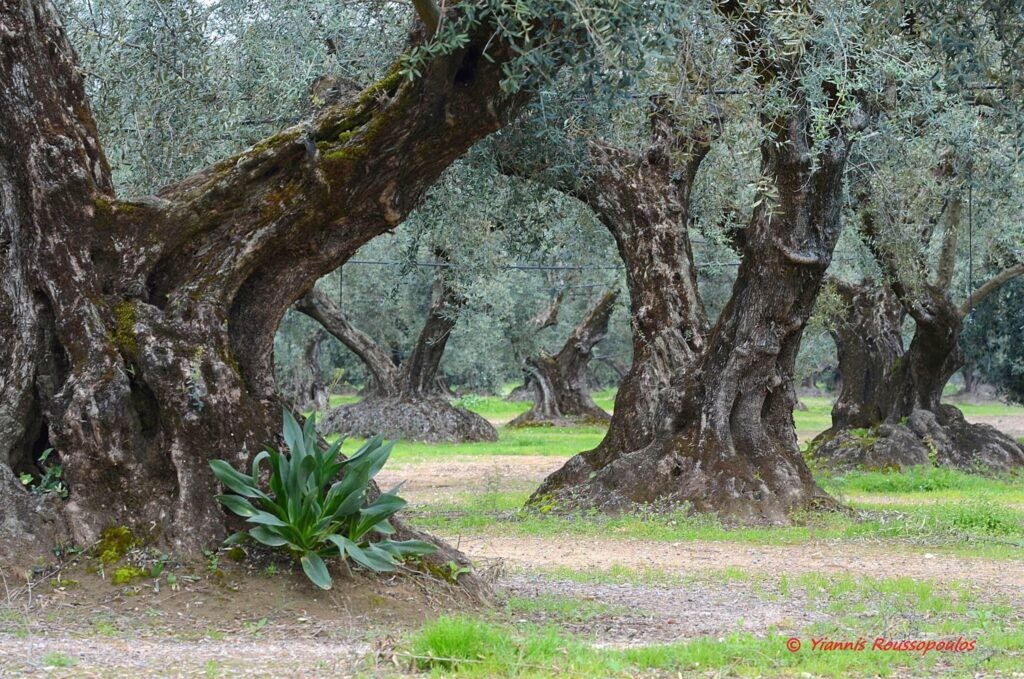 Η ΠΟΓΕΔΥ κρούει τον κώδωνα κινδύνου για το Ελαιοκομικό Μητρώο